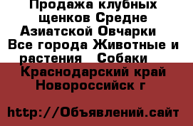 Продажа клубных щенков Средне Азиатской Овчарки - Все города Животные и растения » Собаки   . Краснодарский край,Новороссийск г.